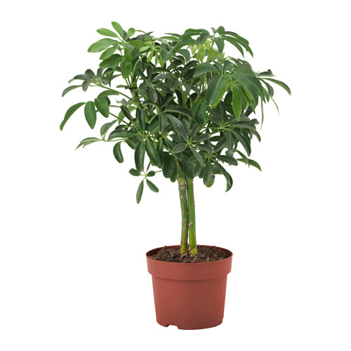 Ficus Benjamini